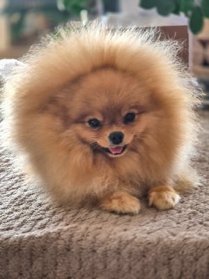 Étalon Spitz allemand - Yudjiniya dit sofia iz angelov vostoka