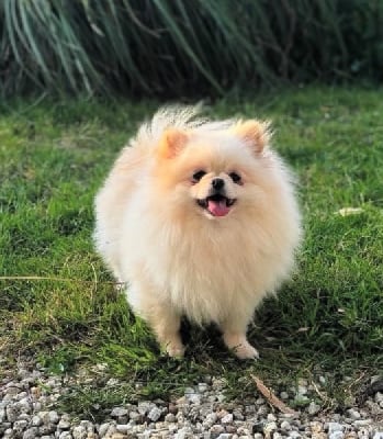 Étalon Spitz allemand - Tinkerbell des lutins du golfe