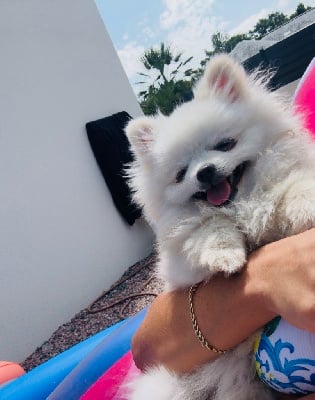 Étalon Spitz allemand - Victoire De L’Arche D’Anneso