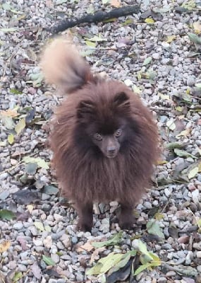 Étalon Spitz allemand - Vauban Des Dragons Maya