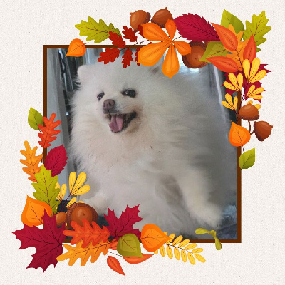 Étalon Spitz allemand - CH. Listel de branchy blanche