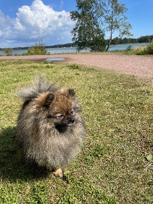 Étalon Spitz allemand - Upsy De Tom Pouce Du Canigou