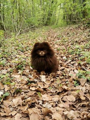 Étalon Spitz allemand - CH. Royale favorite De La Beauté Française