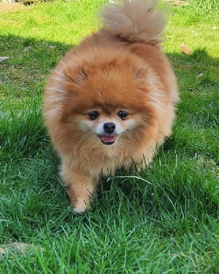 Étalon Spitz allemand - Panama du diamant d'or Jardin de la Petite Etoile