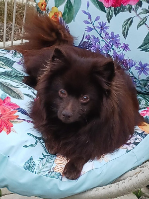 Étalon Spitz allemand - CH. Sira-yaki (Sans Affixe)