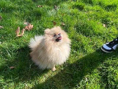 Étalon Spitz allemand - Umi De La Foret D'Orion