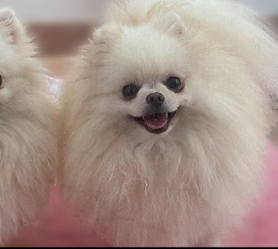 Étalon Spitz allemand - belosnezhnyy Favorit undina