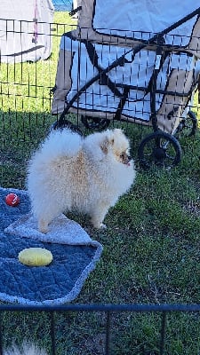 Étalon Spitz allemand - Valentino Of Lovely Blueberries