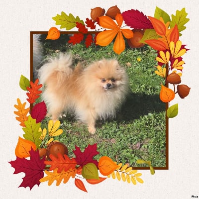 Étalon Spitz allemand - Tahira du lunoxa