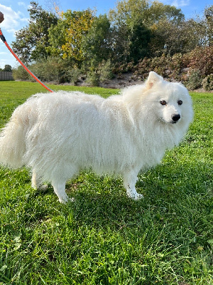 Étalon Spitz japonais - Des Douceurs De Margot Uka