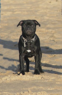 Étalon Staffordshire Bull Terrier - A lovely mister t Ofthe Puil