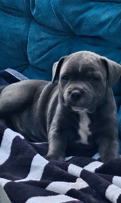 Étalon Staffordshire Bull Terrier - Akhenaton du domaine des Alunts