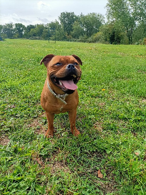 Étalon Staffordshire Bull Terrier - Velouté carotte de La Pyramide Aux Joyaux