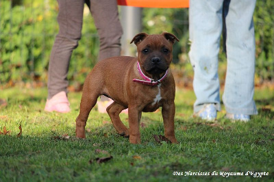 Étalon Staffordshire Bull Terrier - Avalanche d'amour De La Furia Roja