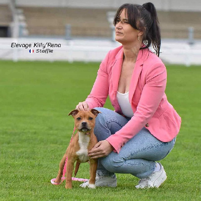 Étalon Staffordshire Bull Terrier - Killy'rena U-azgeda