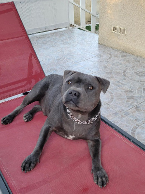 Étalon Staffordshire Bull Terrier - Val ares Des Plaines D'Alderaan