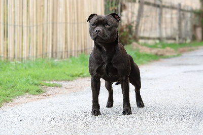 image de Unusual oni