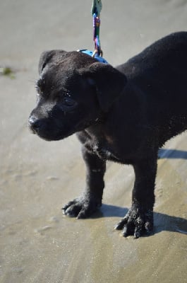 Étalon Staffordshire Bull Terrier - A dark knight Victorious Shadow Gang