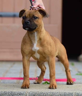Étalon Staffordshire Bull Terrier - Killy'rena Aeill
