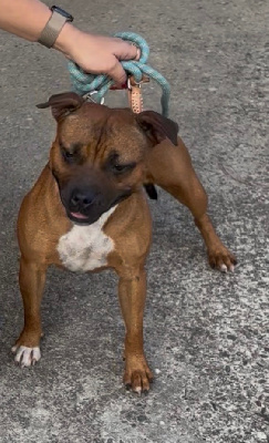 Étalon Staffordshire Bull Terrier - Lalie's Niños Velvet red