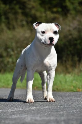 Étalon Staffordshire Bull Terrier - Victim success du Royaume Du Nanny Dog