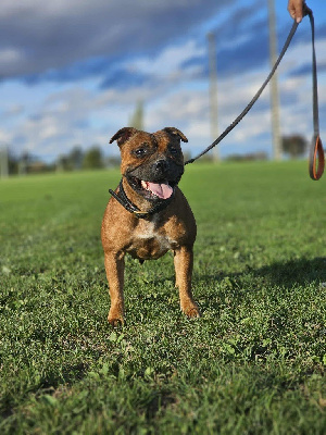 Étalon Staffordshire Bull Terrier - Vegas De La Furia Roja