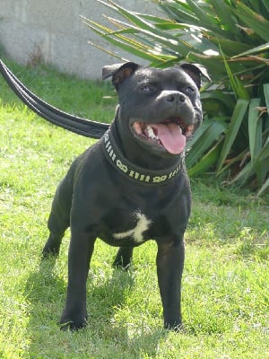 Étalon Staffordshire Bull Terrier - Air jordan Ofthe Puil