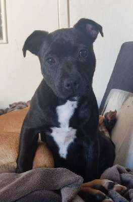 Étalon Staffordshire Bull Terrier - Arya stark rebellious girl Du Corsaire Des Abers