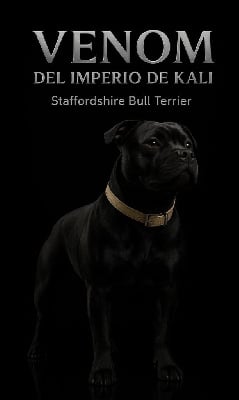 Étalon Staffordshire Bull Terrier - Venom Del Imperio De Kali