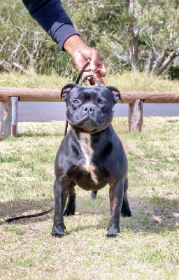 Étalon Staffordshire Bull Terrier - Tizaner du Domaine d'Ishtar