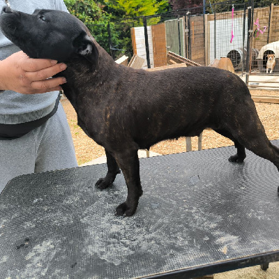 Étalon Staffordshire Bull Terrier - R-shelby (Sans Affixe)