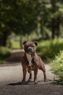 Étalon Staffordshire Bull Terrier - Urika Empire Of The Red Angel