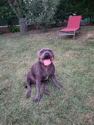 Étalon Staffordshire Bull Terrier - Val arès Des Plaines D'Alderaan