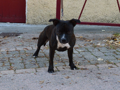 Étalon Staffordshire Bull Terrier - Abyss Of Enki Anahera mohoao