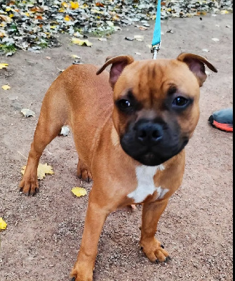 Étalon Staffordshire Bull Terrier - Aston red star The Magical World Of Stafford