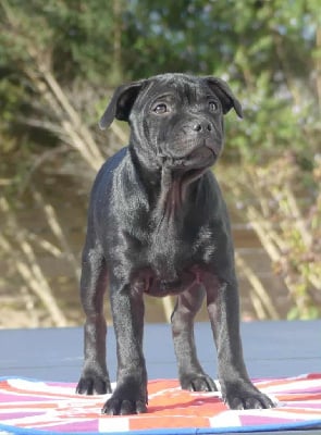 Étalon Staffordshire Bull Terrier - Apple love Ofthe Puil