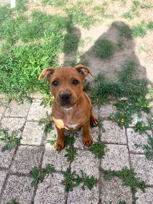 Étalon Staffordshire Bull Terrier - Aïka Red Dog Love