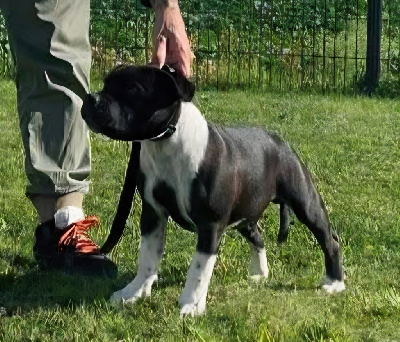 Étalon Staffordshire Bull Terrier - Arès The Magical World Of Stafford