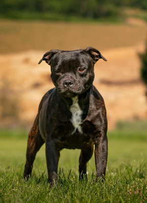 Étalon Staffordshire Bull Terrier - Pandjakam du Domaine d'Ishtar