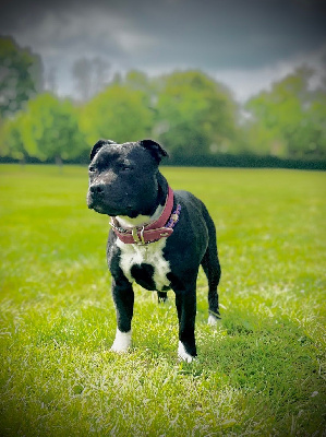 Étalon Staffordshire Bull Terrier - Volute Du Soleil Vert