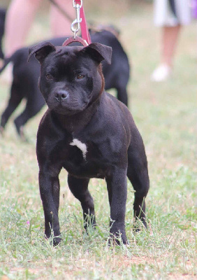 Étalon Staffordshire Bull Terrier - Vania Des Guerriers D'Amour