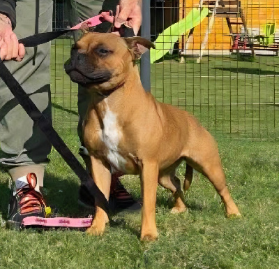 Étalon Staffordshire Bull Terrier - Athéna The Magical World Of Stafford