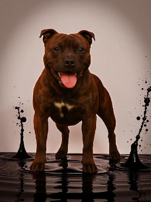 Étalon Staffordshire Bull Terrier - Vanquish the mountain De La Terre Des Bulls