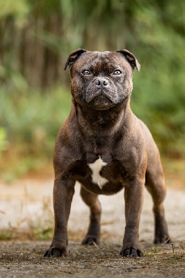 Salto just like that Of Stafford Edition