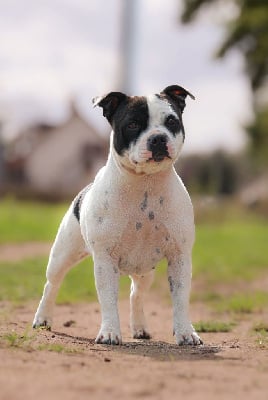 Étalon Staffordshire Bull Terrier - Very bad girl aka padawan of Spirit Wolf Addict