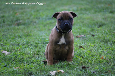 Étalon Staffordshire Bull Terrier - Amor intenso From Braveheart Story