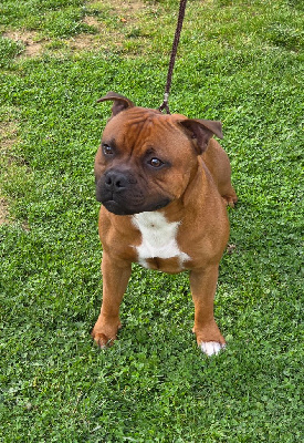 Étalon Staffordshire Bull Terrier - Art'hur king The Magical World Of Stafford