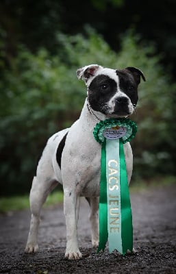 Étalon Staffordshire Bull Terrier - CH. Vendetta bella vita of Spirit Wolf Addict