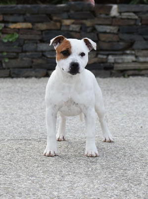 Étalon Staffordshire Bull Terrier - Demon Black Vvill always shine