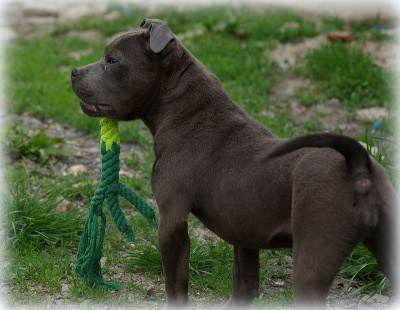 Étalon Staffordshire Bull Terrier - Uta (Sans Affixe)